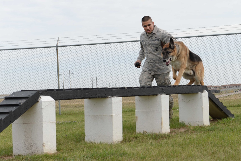 Man’s best friend: the journey they take