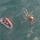 Coast Guard, Air Force conduct water rescue exercise off Georgia coast