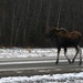 Living with wildlife: Moose