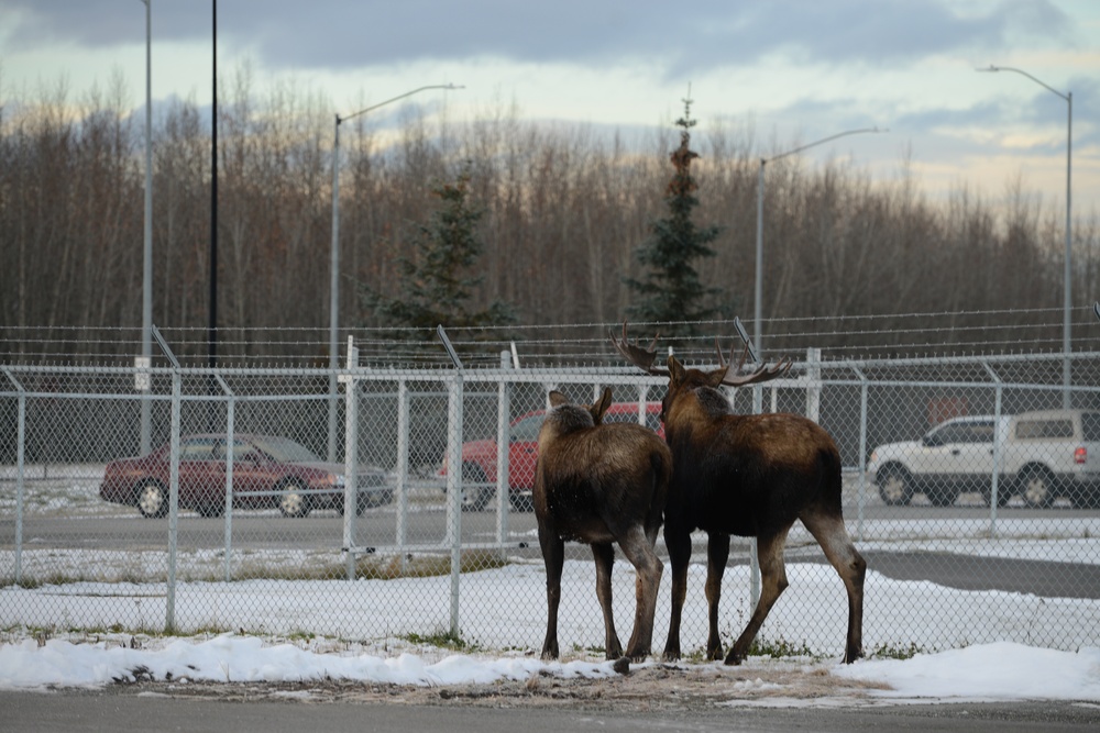 Living with wildlife: Moose