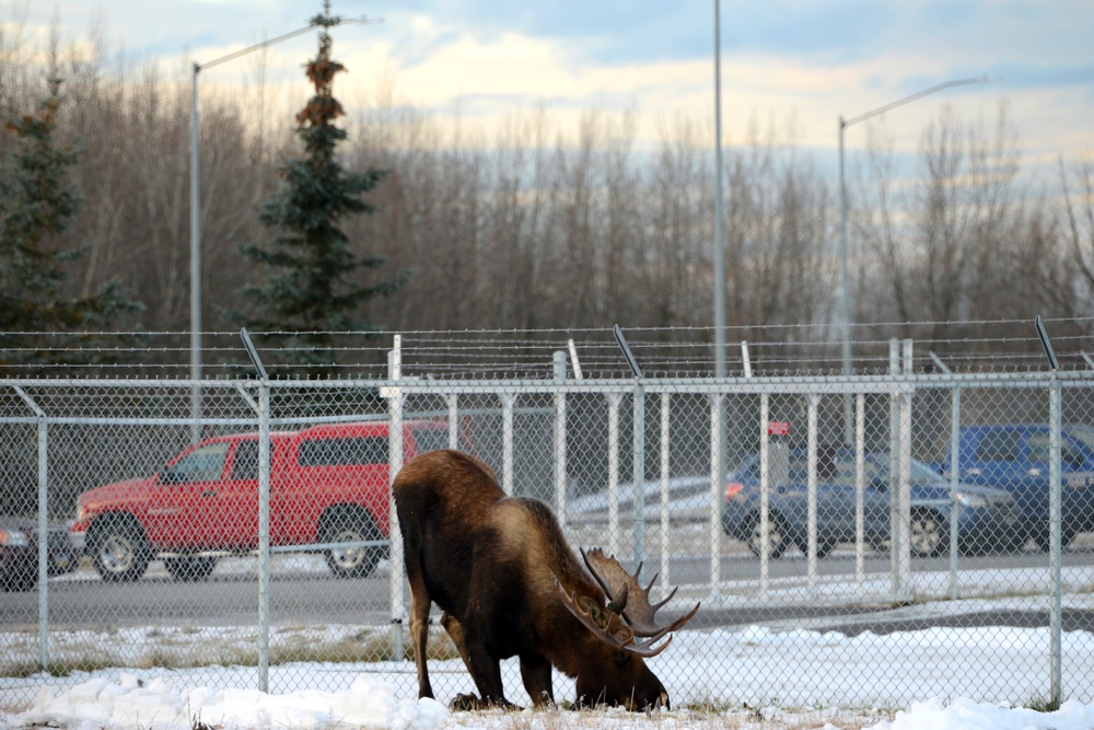 Living with wildlife: Moose