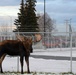 Living with wildlife: Moose