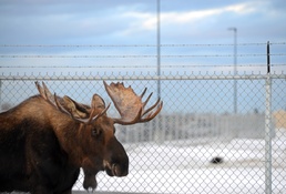 Living with wildlife: Moose