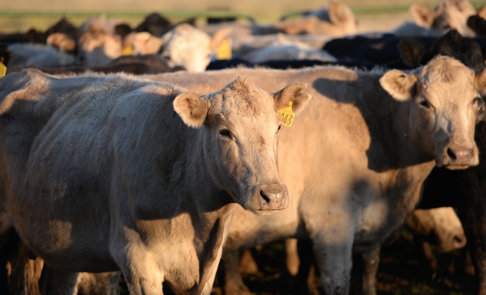 Beale milks benefits of grazing program