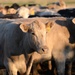Beale milks benefits of grazing program