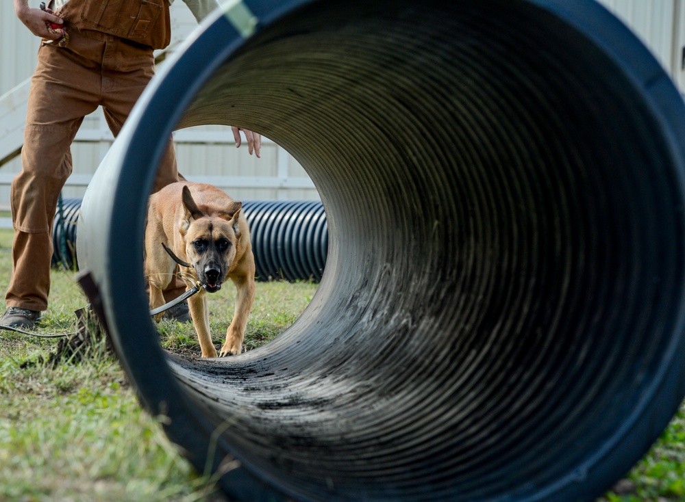 Military Working Dog maintain readiness