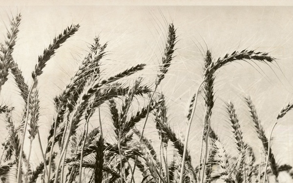 EUR Region - Food For Peace