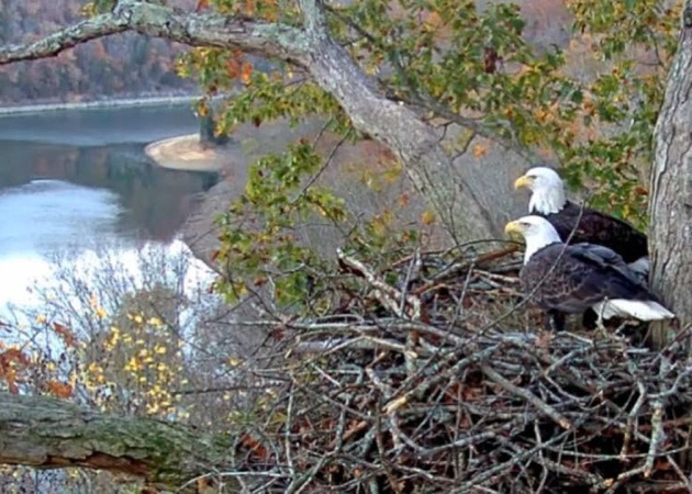 Live video feed highlights American Bald Eagles nesting at Dale Hollow Lake