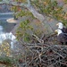 Live video feed highlights American Bald Eagles nesting at Dale Hollow Lake