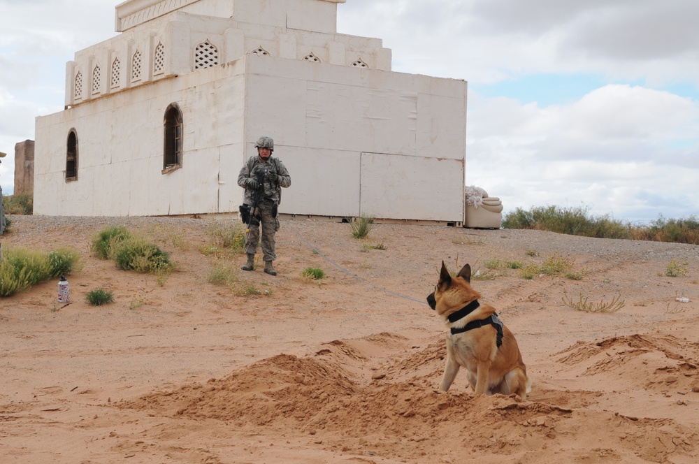 Military working dogs learn to seek out explosives in notional village
