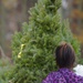 Trees for Troops: The SPIRIT of giving