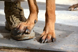 Training for Indifference 'Dogs of War' and medevac