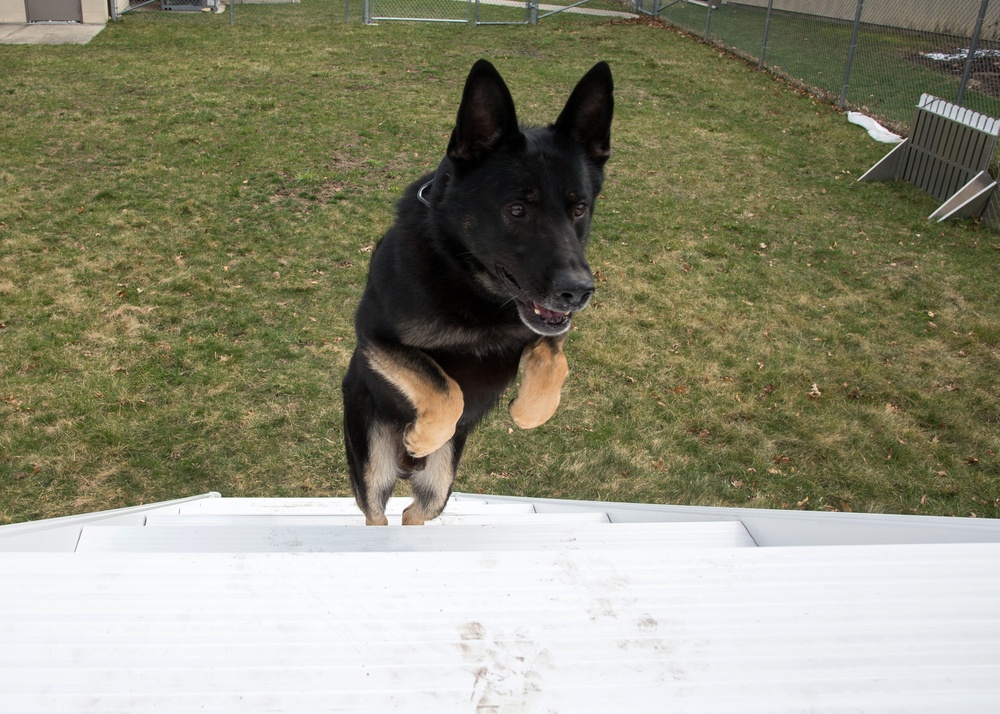 Working like a dog