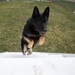 Working like a dog