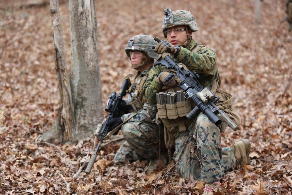 Savage company prowls