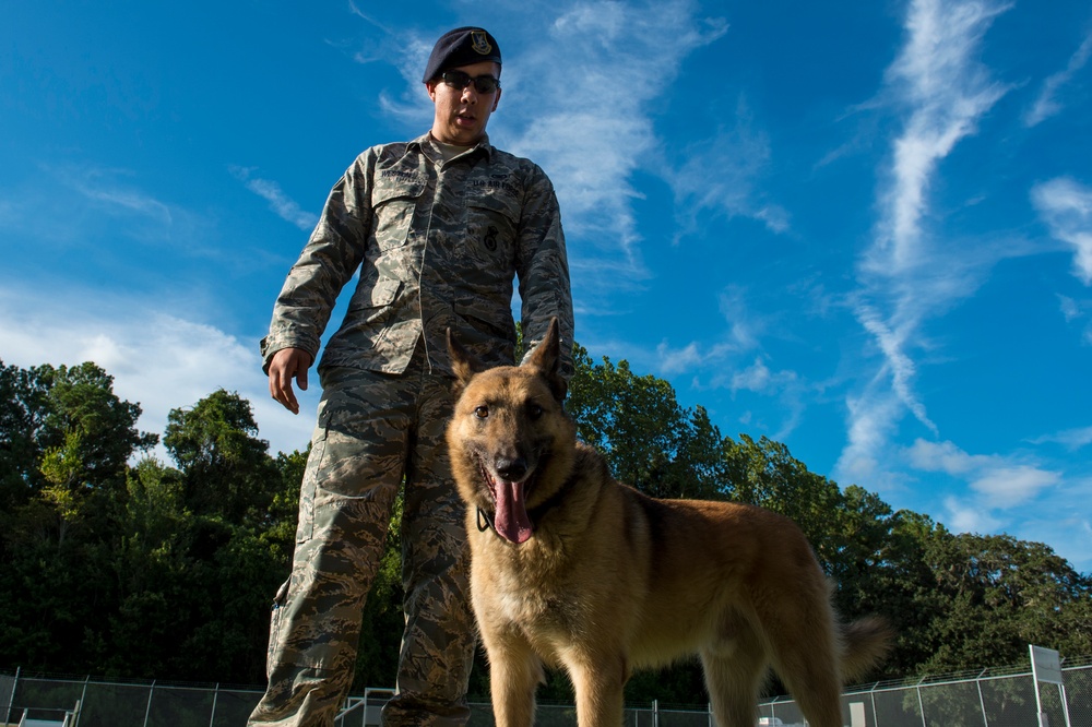 Airman’s best friend—the military working dog