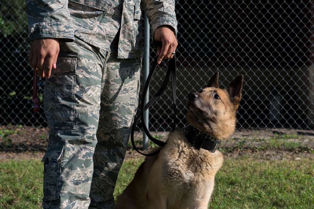 Airman’s best friend—the military working dog