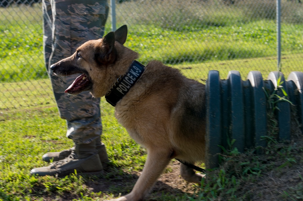 Airman’s best friend—the military working dog
