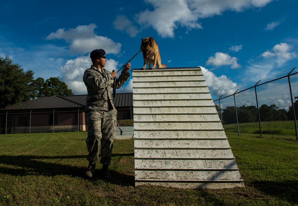 Airman’s best friend—the military working dog