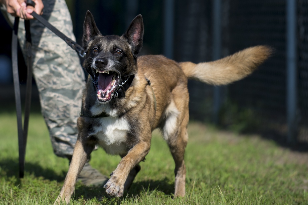 Airman’s best friend—the military working dog