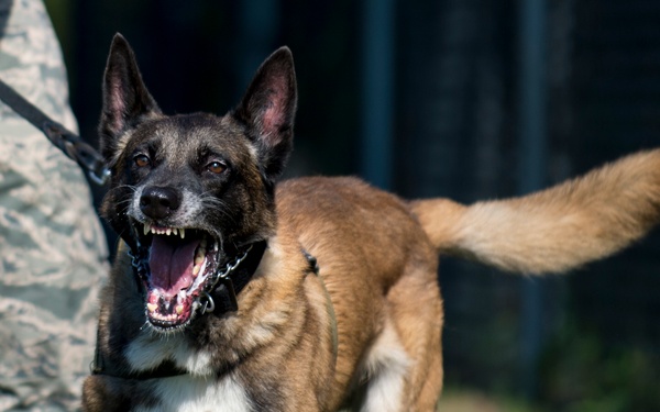 Airman’s best friend—the military working dog