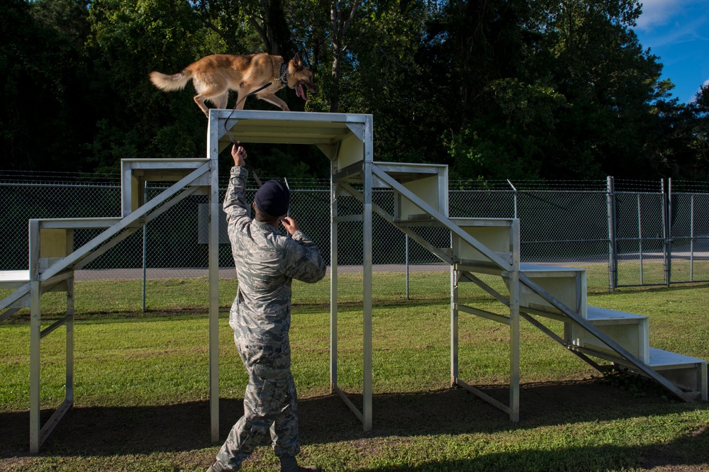 Airman’s best friend—the military working dog