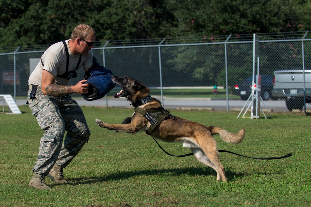 Airman’s best friend—the military working dog