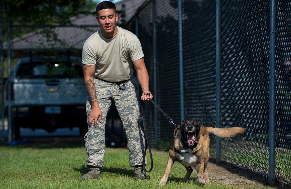 Airman’s best friend—the military working dog