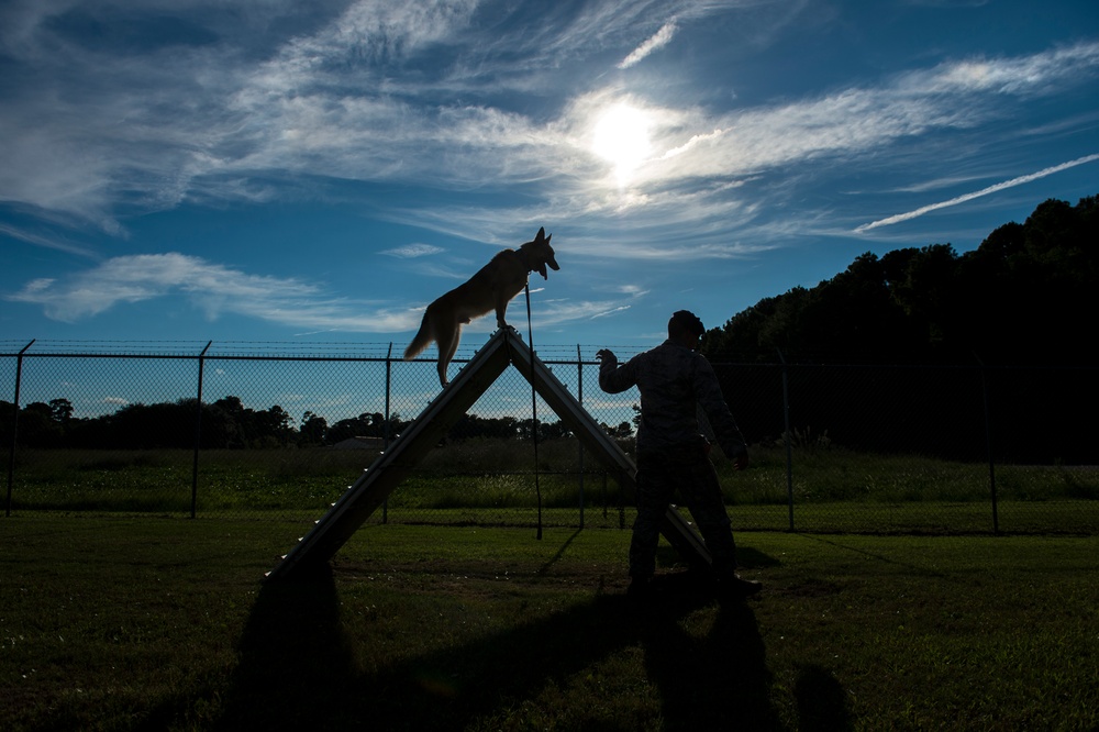 Airman’s best friend—the military working dog