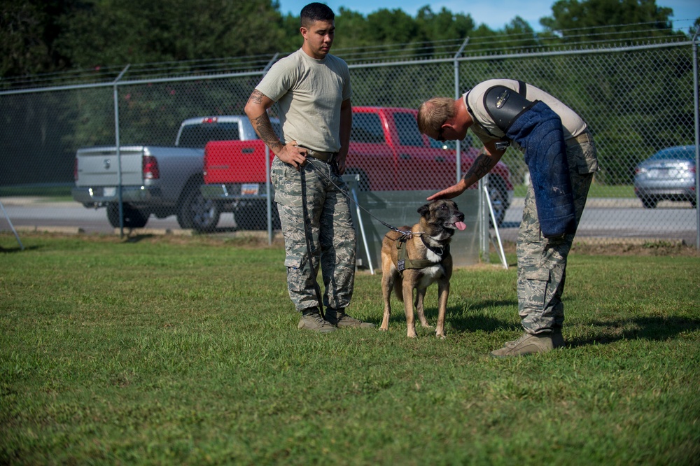 Airman’s best friend—the military working dog