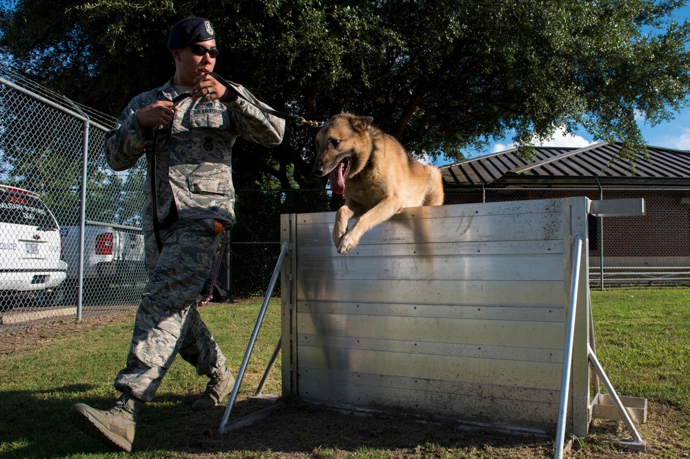 Airman’s best friend—the military working dog