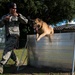Airman’s best friend—the military working dog