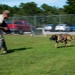 Airman’s best friend—the military working dog