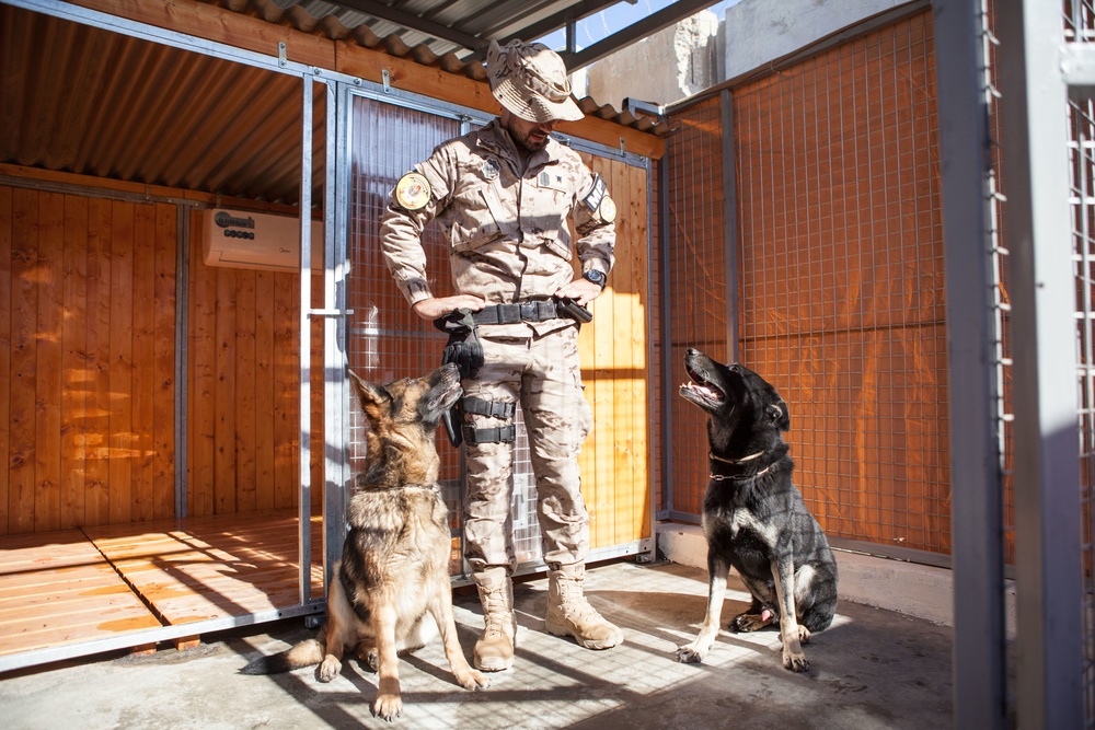 Spanish military police explosives detection dogs