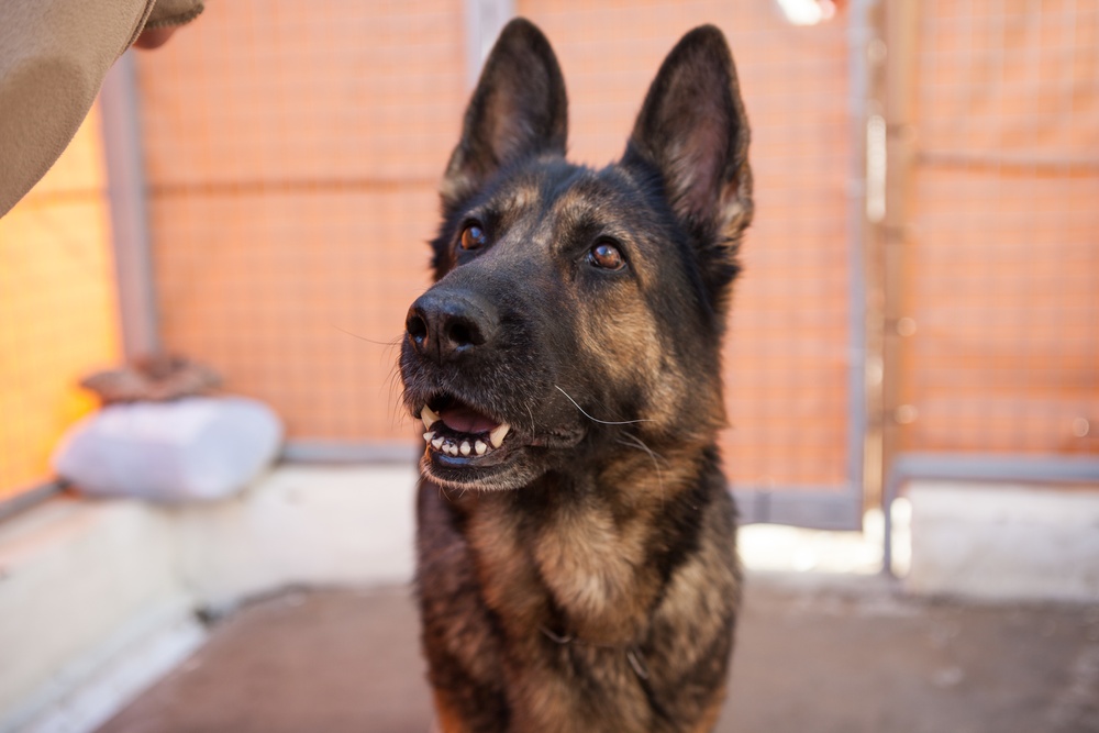 Spanish military police explosives detection dogs