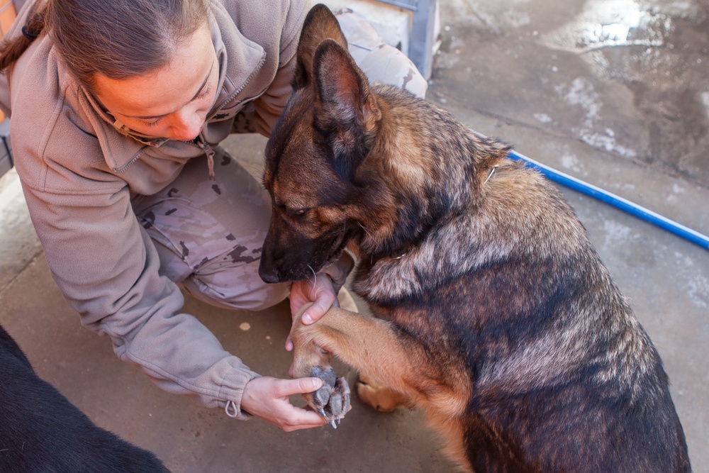 Spanish military police explosives detection dogs