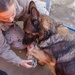 Spanish military police explosives detection dogs