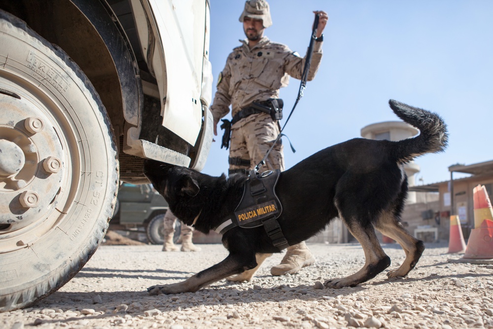 DVIDS - Images - Spanish military police explosives detection dogs ...