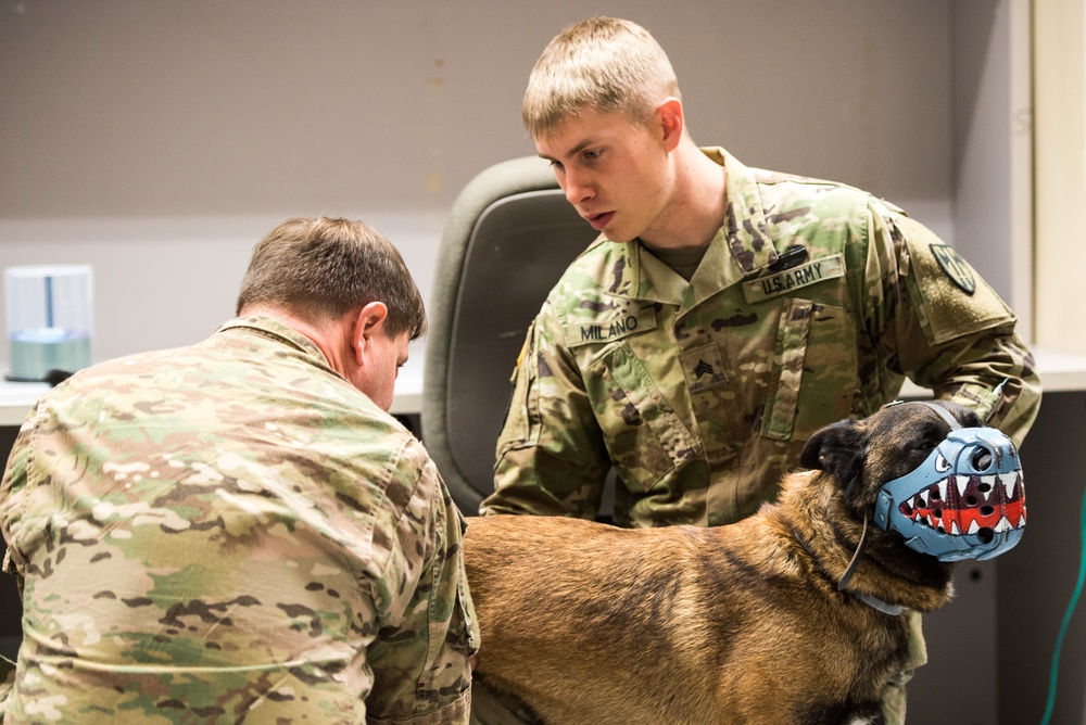 Surgical soldiers get their paws dirty