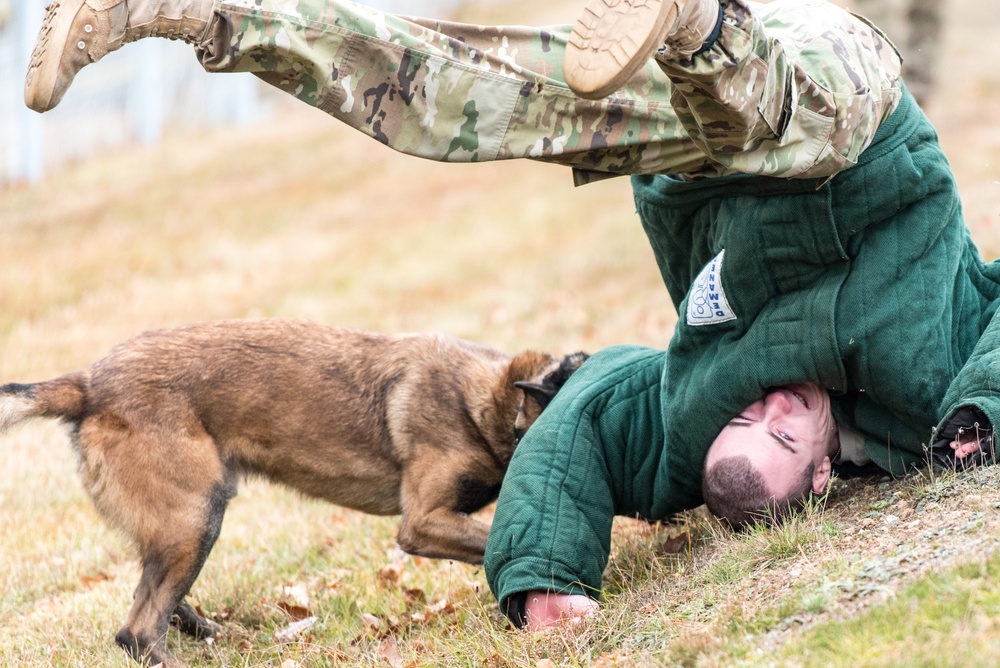 Surgical soldiers get their paws dirty