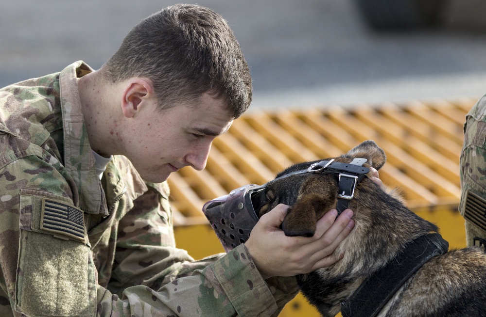 Medical Soldiers train with military working dogs