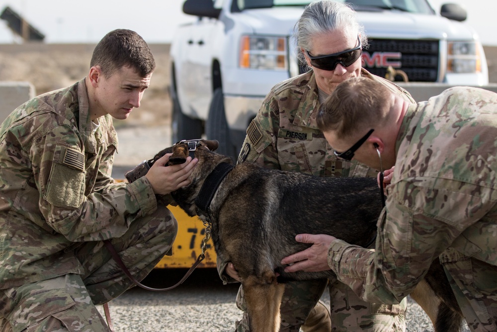 Medical Soldiers train with military working dogs