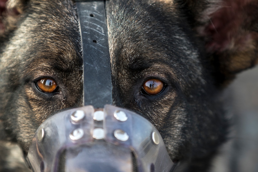 Medical Soldiers train with military working dogs