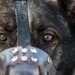 Medical Soldiers train with military working dogs