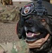 Medical Soldiers train with military working dogs