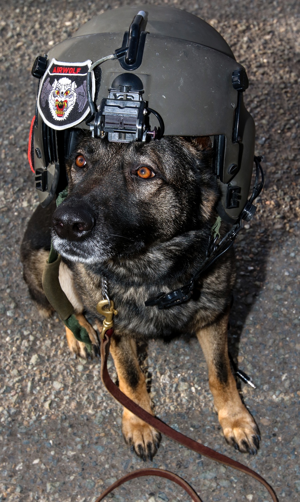 Medical Soldiers train with military working dogs