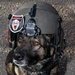 Medical Soldiers train with military working dogs