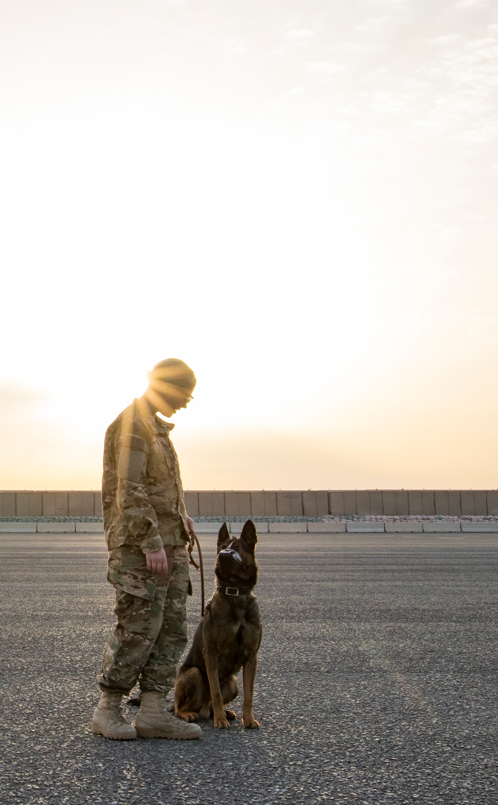 Medical Soldiers train with military working dogs