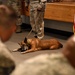 2 MWDs retire and find homes with their handlers