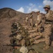 11th MEU's BLT 1/4 Sustains Capabilities in Djibouti for Exercise Alligator Dagger